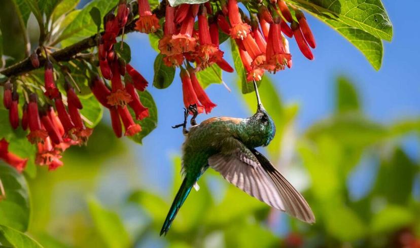 Colibrís: ¿solo aves o mensajeros de los dioses?