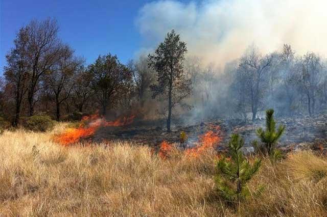 Se registran en Puebla 394 incendios forestales durante 2016: CONAFOR