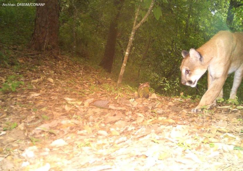 Denuncian caza de especie en peligro de extinción en Huauchinango