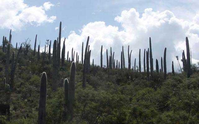 Por tiraderos clandestinos, fuerte contaminación en Biósfera Tehuacán