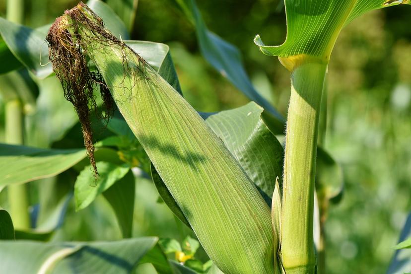 Piden 10% del presupuesto estatal para el sector agropecuario