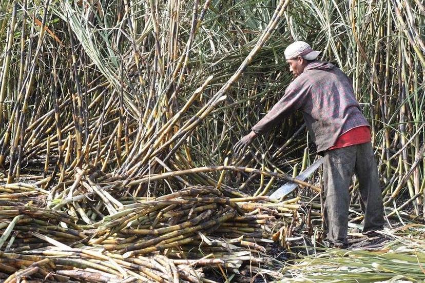 Pandemia frena llegada de cortadores de caña a ingenio de Atencingo