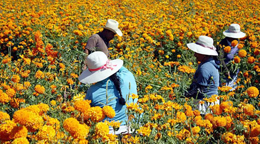 Mujeres que cortan flor de muerto ganan la mitad que hombres