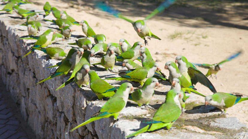 Cotorras argentinas amenazan aves en Tehuacán