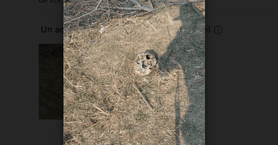 Hallan en El Verde cráneo humano en terrenos de cultivo