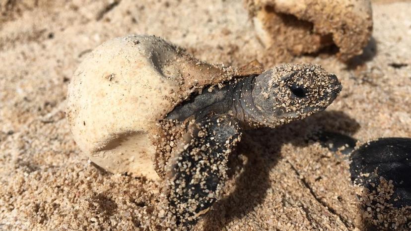 5 millones de tortugas marinas nacen en las costas de Michoacán 