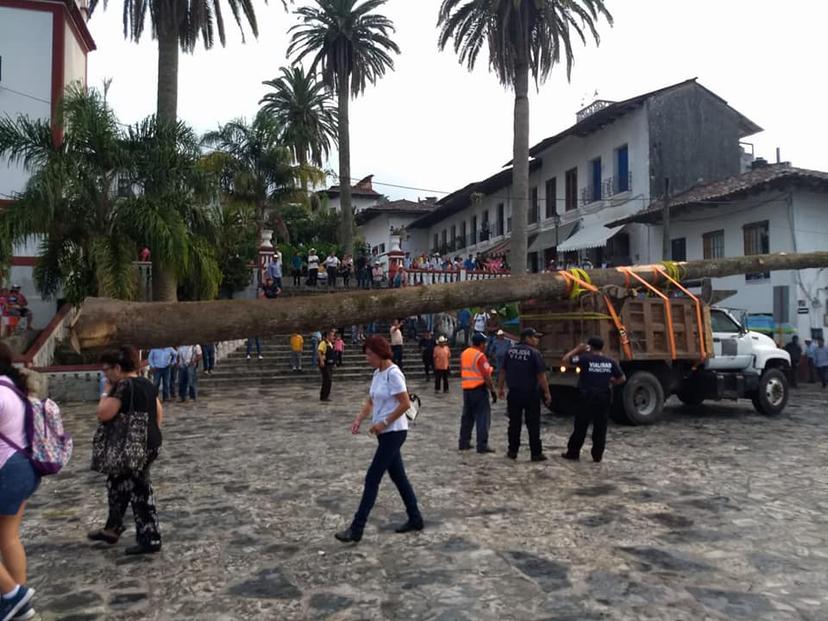En ritual cortan y trasladan árbol de voladores en Cuetzalan