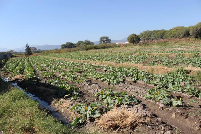 Tehuacán, sin reporte de afectaciones al campo tras helada