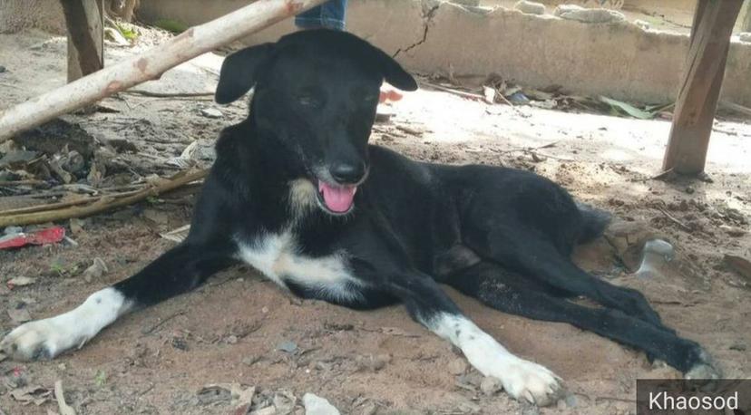 Perro salva a bebé que había sido abandonado y estaba enterrado