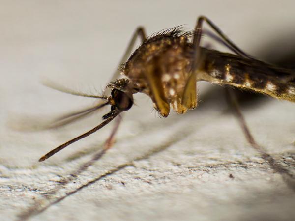 Puebla, con 2 mil 454 casos acumulados de dengue: Salud