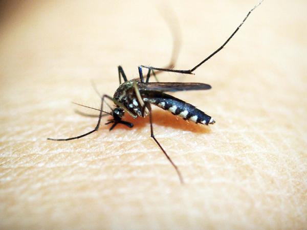 Reportan aumento de casos de dengue en San Juan Epatlán