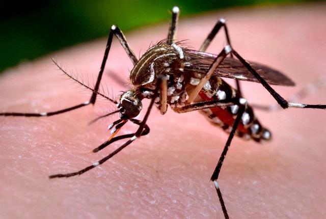 Hay más de 500 casos de dengue en Tehuacán