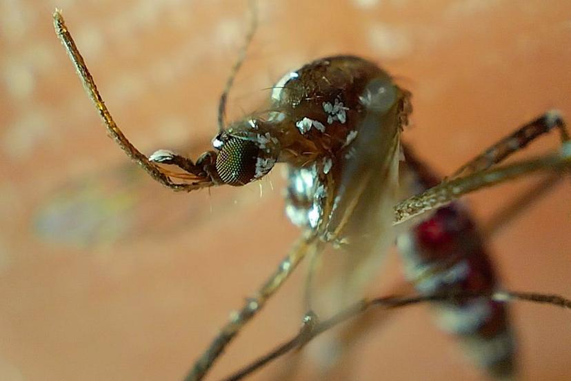 Se mantiene en 3 mil 159 los casos de dengue en Puebla