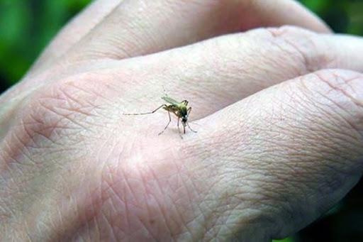 Tras Covid-19 ahora llega el dengue a Izúcar