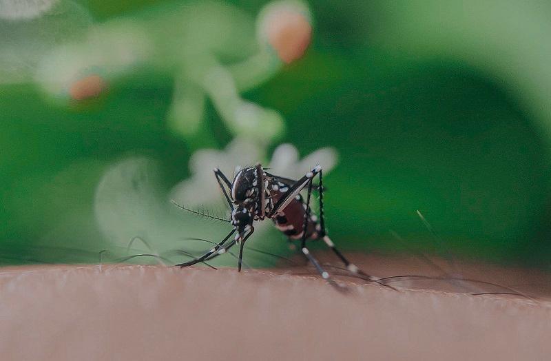 Alerta Salud por alza del dengue en Puebla; 70% de casos en 4 jurisdicciones