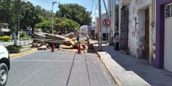 Derribarán más de 20 árboles por riesgo en Tehuacán