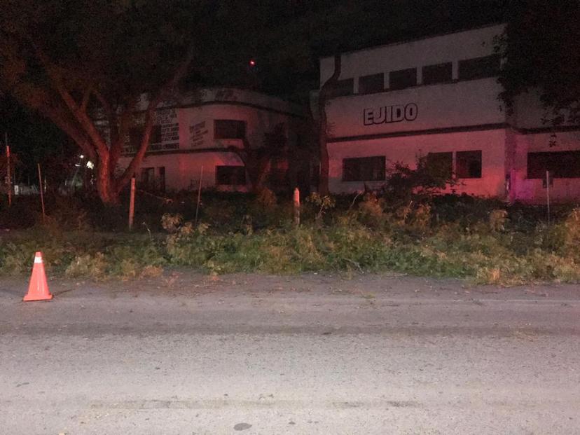 Piden revisar normativa de ecología para sancionar derribo de árboles