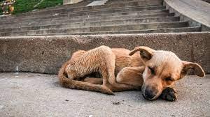 Causa indignación video donde se arroja a perrito a caño de agua en Tehuacán 