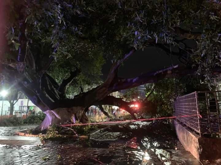 Cae parte de árbol por lluvias y y deja sin luz a vecinos de Tehuacán