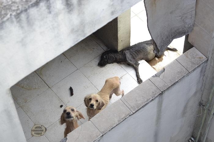 Ayuntamiento de Puebla te dice cómo denunciar el maltrato animal