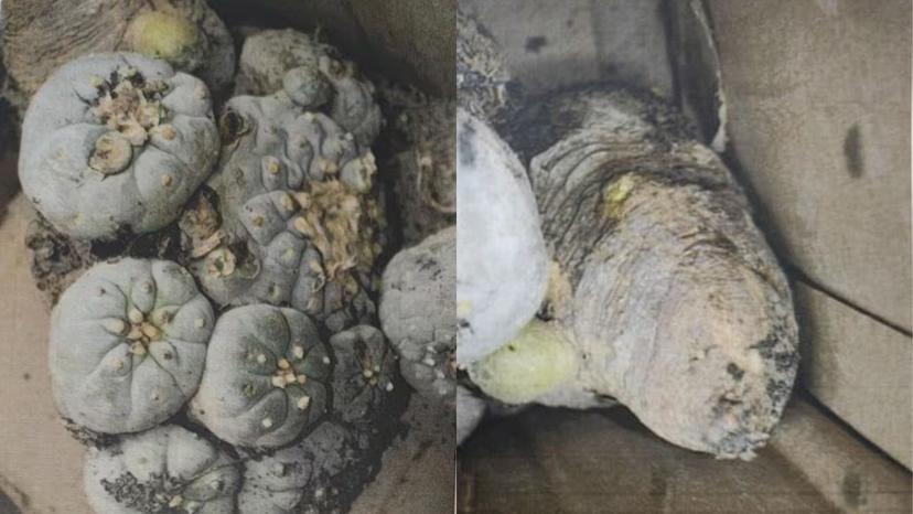 En el aeropuerto de Querétaro, la Profepa aseguró 8 plantas de peyote 