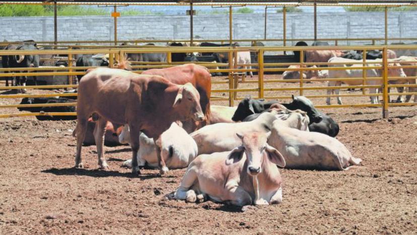 En Zacapoaxtla, descartan que haya riesgo por detección de res enferma 