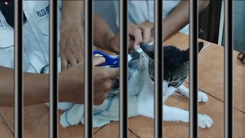 Detienen a “Gato Narco”; felino que llevaba drogas a un penal en Costa Rica 