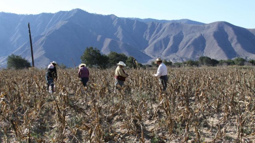 En la Mixteca Poblana, campesinos prevén siembra de 146,000 hectáreas