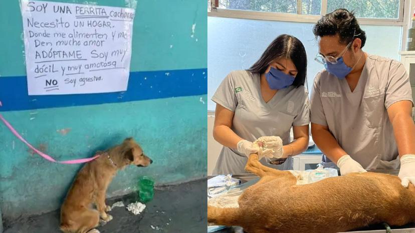 En Tehuacán, autoridades salvaron a perrita abandonada en un mercado 