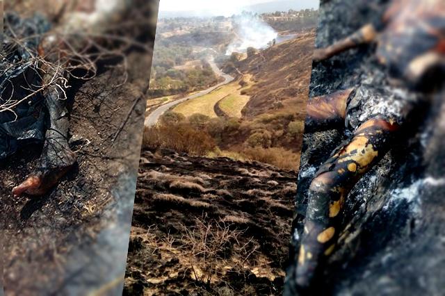 Aparecen 3 cuerpos calcinados en Tecamachalco, El Verde y Tlalancaleca