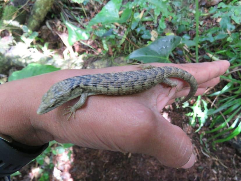 Descubren un Dragoncito de la Sierra Morena, nueva especie