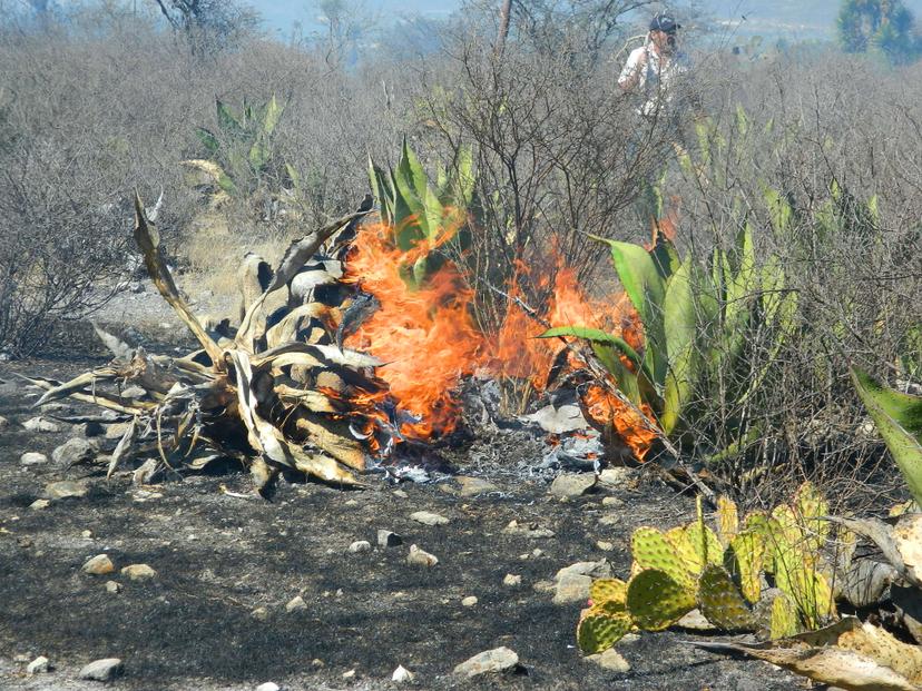 Repararán daño por incendios en la Reserva Tehuacán-Cuicatlán