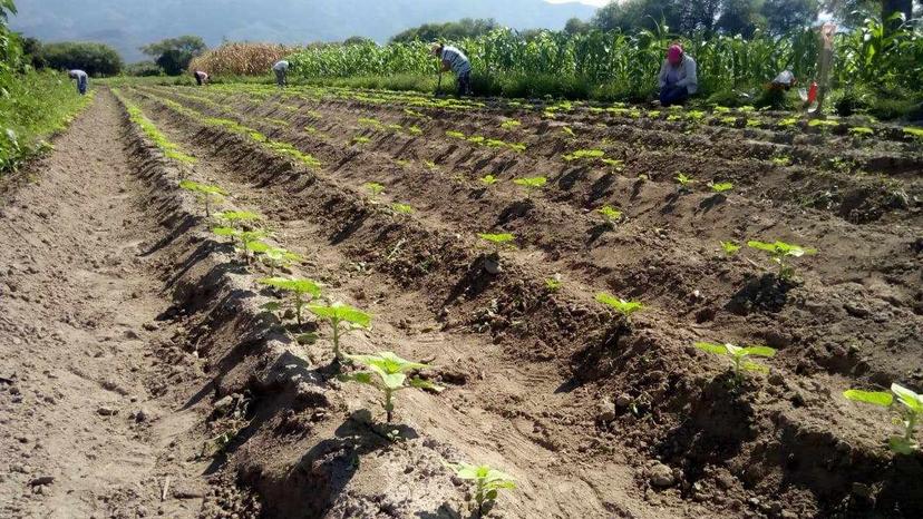 Abandono del campo propició que empresas chinas estén rentando tierras: CNC