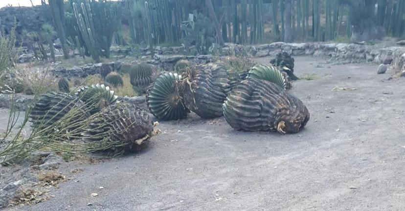 Se deteriora el Parque El Riego en Tehuacán por falta de agua 