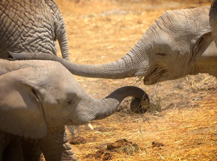 Presume Africam a 4 crías de elefantes nacidos en Pandemia