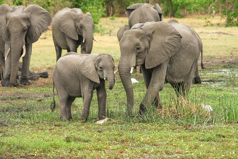 Elefante mata a cazador y leones lo devoran