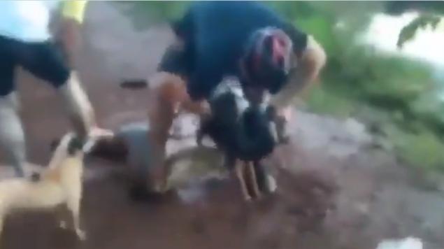 VIDEO Veterinario lucha con anaconda para salvar a su perro