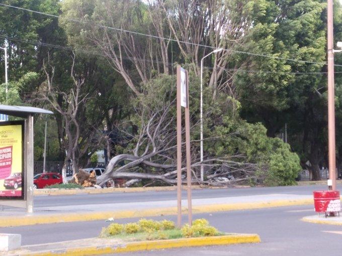 Vientos derrumban árbol en carril de RUTA del bulevar 5 de Mayo