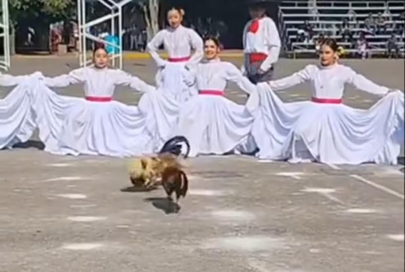 Desmiente SEP pelea de gallos durante festival del Día de las Madres del CENHCH