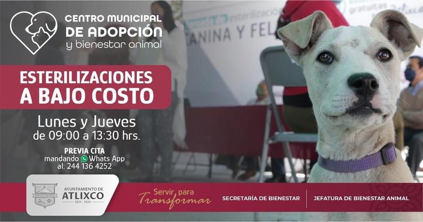 Esteriliza a tu mascota a bajo costo en Atlixco