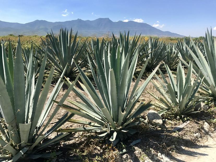 Inversión al mezcal aumenta a 500 mil litros su producción en Puebla