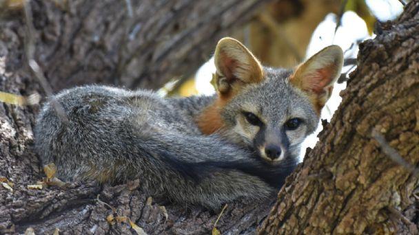 Profepa rescata y libera animales en Chietla  