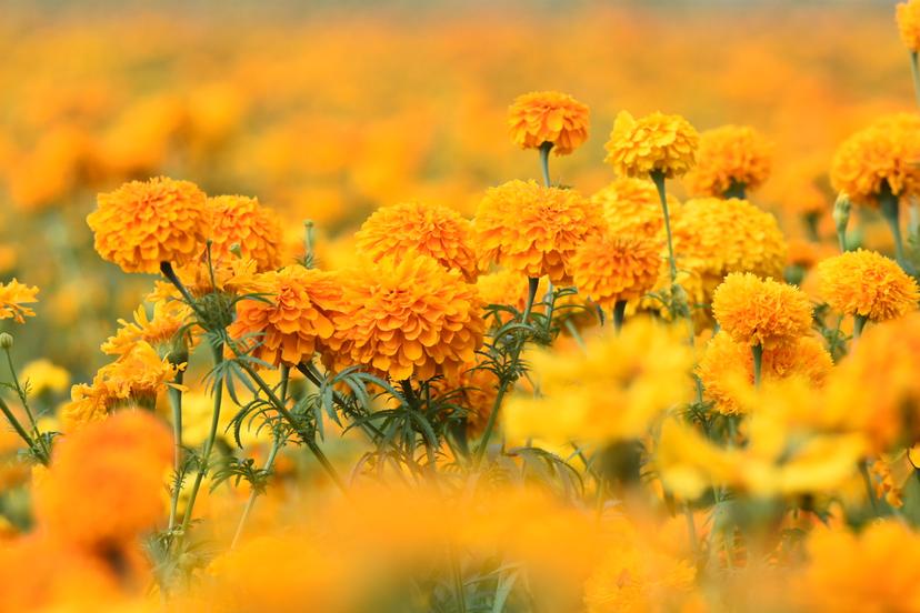 Terrenos poblanos se tiñen de amarillo y naranja con la flor de cempasúchil