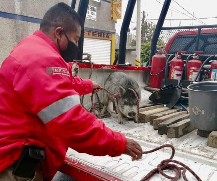 Sorprende jabalí deambulando por calles de Tehuacán