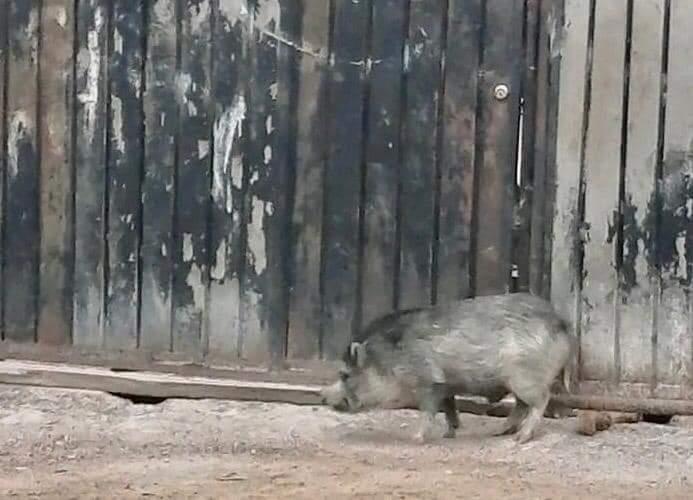 Sorprende jabalí deambulando por calles de Tehuacán