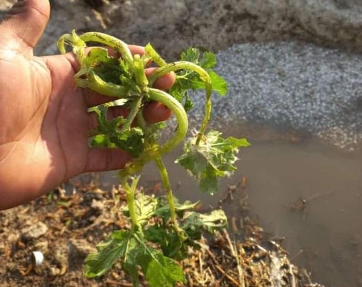 Granizada afecta cultivos e invernaderos en la región de Tehuacán