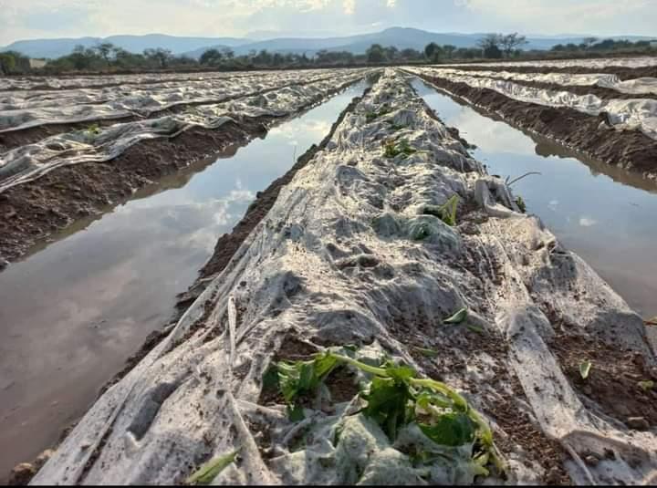 Más de 300 hectáreas fueron afectados por granizo en San Gabriel Chilac