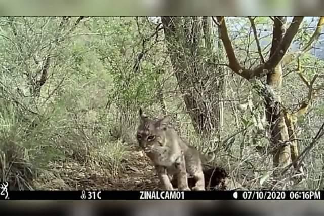 Capacitan a personal en monitoreo de especies en la Reserva Tehuacán-Cuicatlán