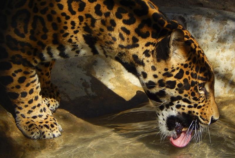 Recibió Africam a mayor número de felinos rescatados en santuario