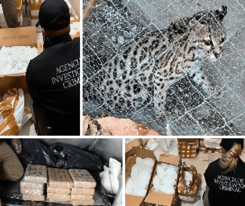 Decomisan media tonelada de fentanilo, metanfetamina y… un leopardo